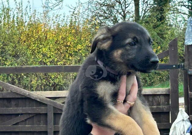 German shepherd puppies big and chunky for sale in Grantham, Lincolnshire - Image 5