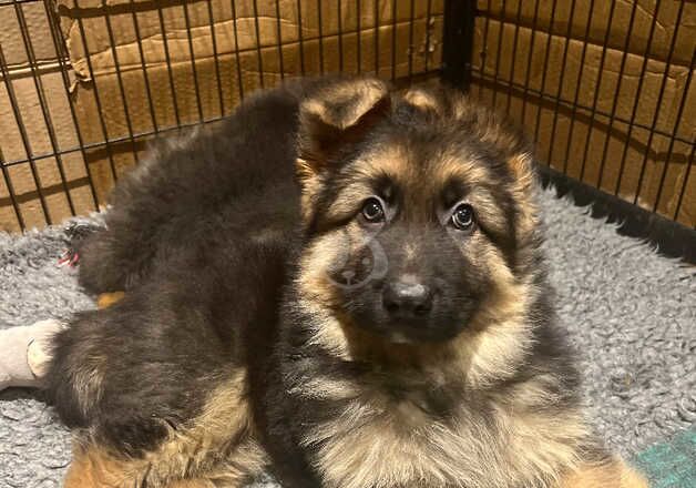 German Shepherd Puppies Blues Livers Isabella's Black & Tan for sale in Hove, East Sussex