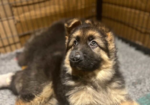 German Shepherds for sale in Hove, East Sussex