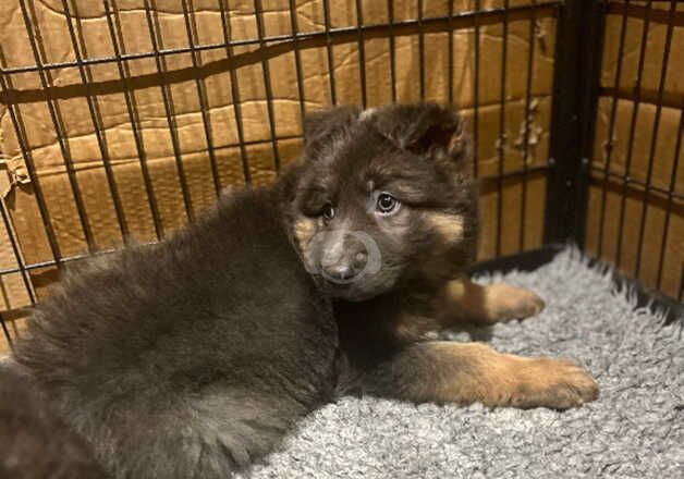 German Shepherd Puppies for sale in East Sussex