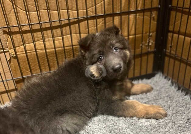 German Shepherd Puppies for sale