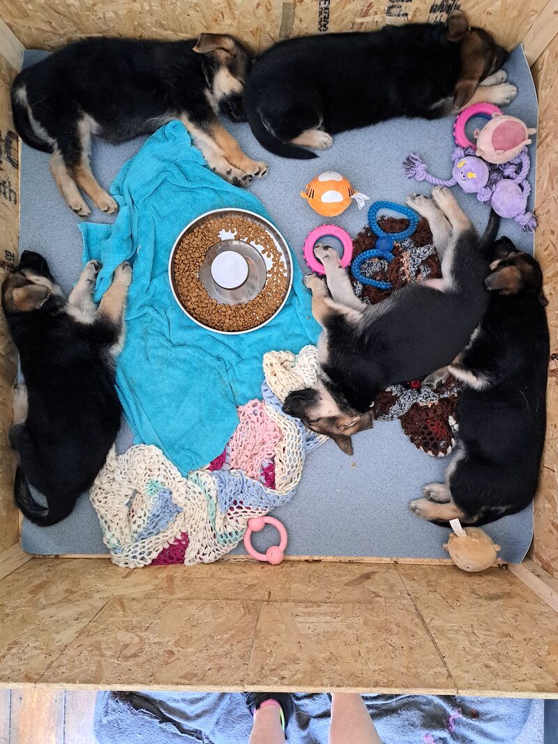 German Shepherd puppies for sale in Stockport, Greater Manchester