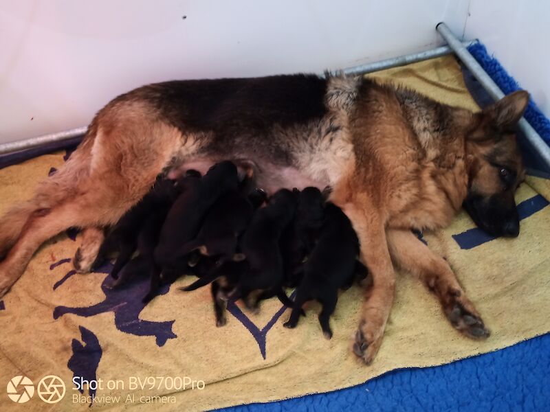 GERMAN SHEPHERD PUPPIES FOR SALE in Wisbech, Cambridgeshire