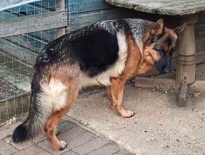 GERMAN SHEPHERD PUPPIES FOR SALE in Wisbech, Cambridgeshire - Image 2