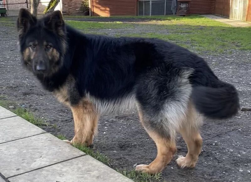 GERMAN SHEPHERD PUPPIES FOR SALE in Wisbech, Cambridgeshire - Image 3