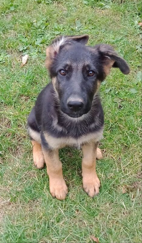 GERMAN SHEPHERD PUPPIES FOR SALE in Wisbech, Cambridgeshire - Image 4