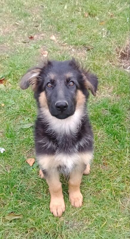 GERMAN SHEPHERD PUPPIES FOR SALE in Wisbech, Cambridgeshire - Image 5