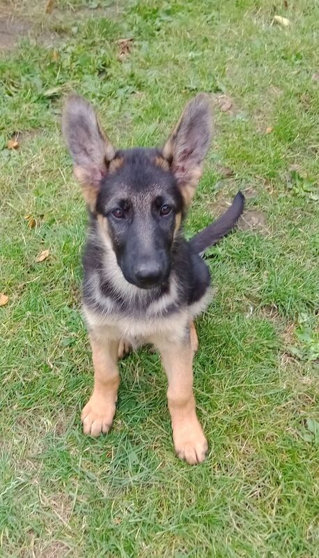 GERMAN SHEPHERD PUPPIES FOR SALE in Wisbech, Cambridgeshire - Image 6