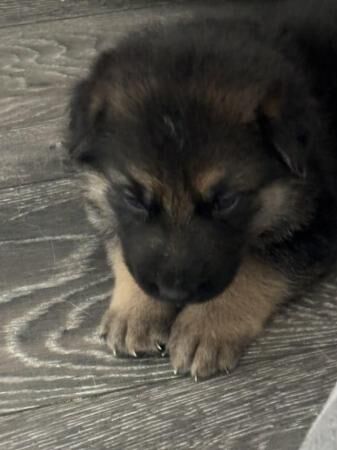 German Shepherd puppies for sale in Seaham, County Durham - Image 1