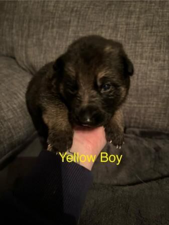 German Shepherd puppies for sale in Seaham, County Durham - Image 3