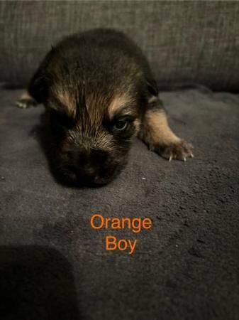 German Shepherd puppies for sale in Seaham, County Durham - Image 4