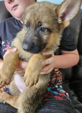 German shepherd puppies for sale in Boston, Lincolnshire - Image 1
