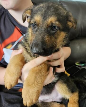 German shepherd puppies for sale in Boston, Lincolnshire - Image 4