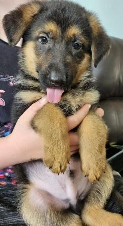 German shepherd puppies for sale in Boston, Lincolnshire - Image 5