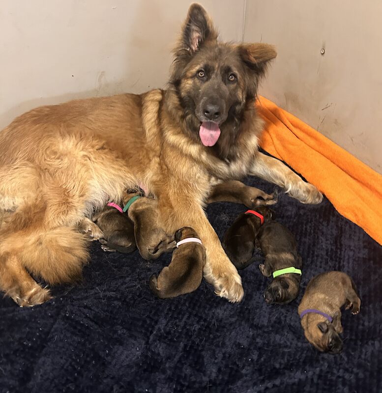 German shepherd puppies for sale in Exmouth, Devon