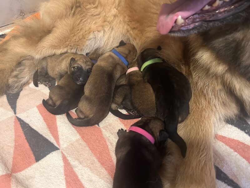 German shepherd puppies for sale in Exmouth, Devon - Image 2