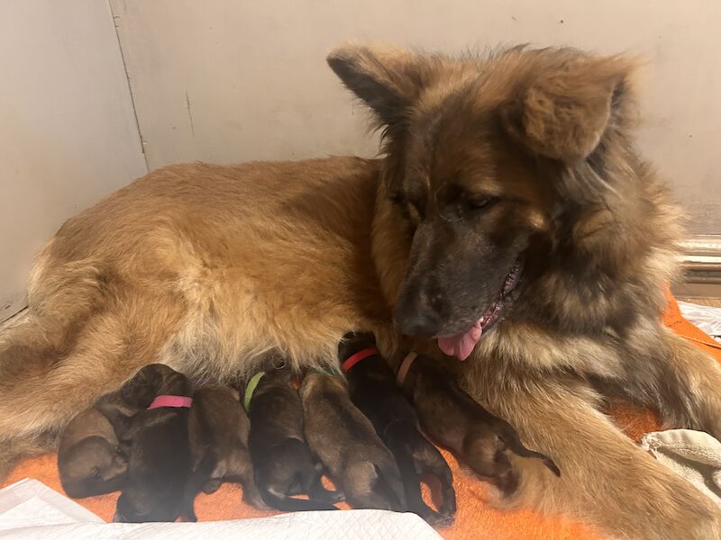 German shepherd puppies for sale in Exmouth, Devon - Image 3