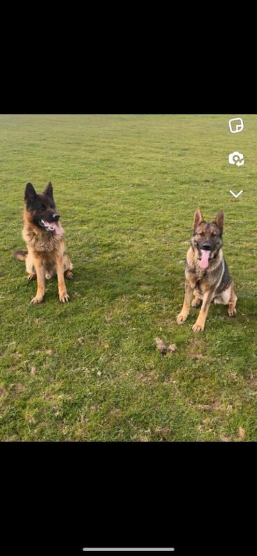 German shepherd puppies for sale in Hemel Hempstead, Hertfordshire