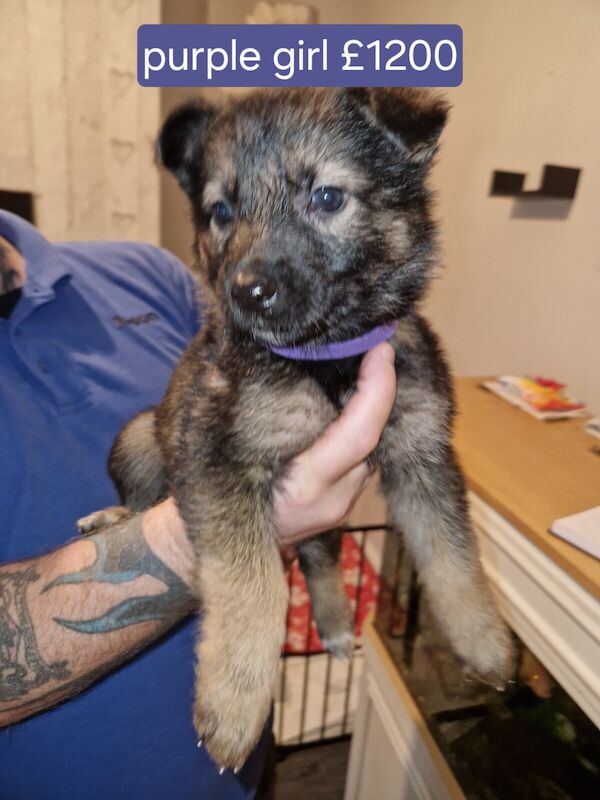 German shepherd puppies for sale in Burnley, Lancashire