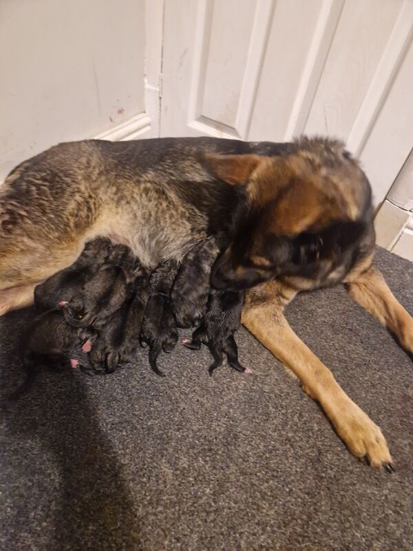 German shepherd puppies for sale in Burnley, Lancashire - Image 2