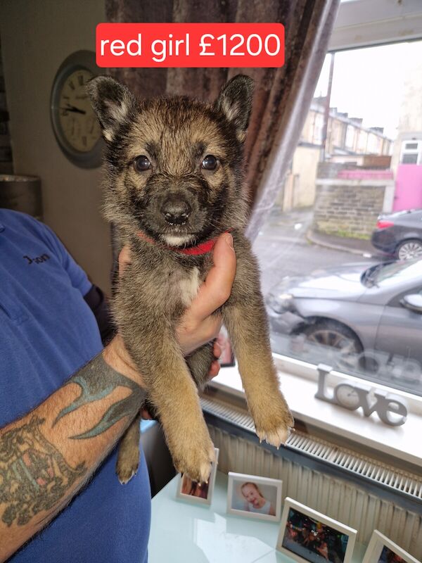 German shepherd puppies for sale in Burnley, Lancashire - Image 3