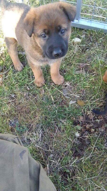 German shepherd puppies for sale in Bourne, Lincolnshire - Image 1