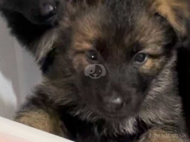 German shepherd puppies for sale in Aylesbury, Buckinghamshire - Image 1