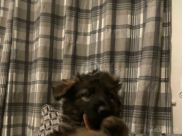 German shepherd puppies for sale in Aylesbury, Buckinghamshire - Image 2