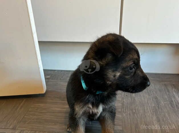 German Shepherd Puppies for Sale in Birmingham, West Midlands