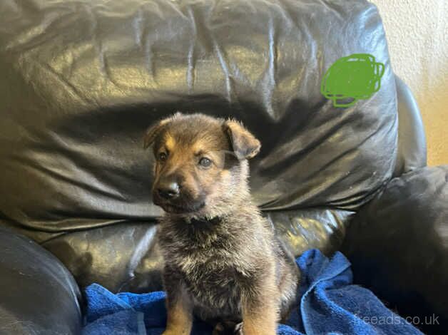 German Shepherd puppies for sale in Bridgwater, Somerset - Image 1