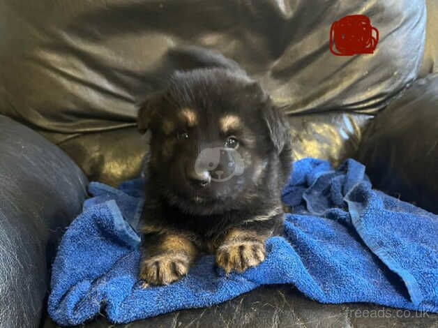 German Shepherd puppies for sale in Bridgwater, Somerset - Image 2