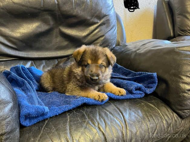 German Shepherd puppies for sale in Bridgwater, Somerset - Image 3