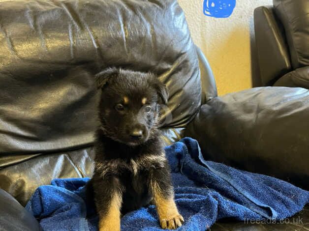 German Shepherd puppies for sale in Bridgwater, Somerset - Image 4