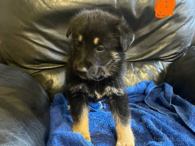 German Shepherd puppies for sale in Bridgwater, Somerset - Image 5