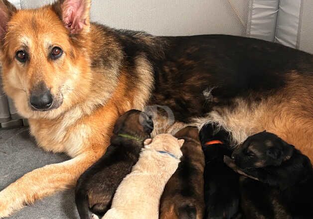 German shepherd puppies for sale in Anstruther Easter, Fife