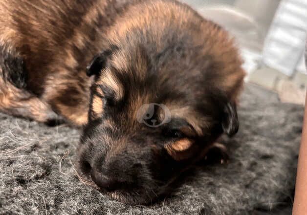 German shepherd puppies for sale in Anstruther Easter, Fife - Image 2