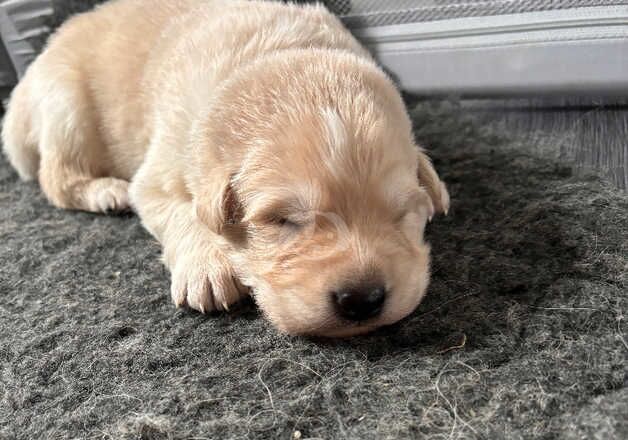 German shepherd puppies for sale in Anstruther Easter, Fife - Image 3