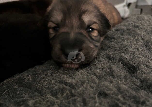 German shepherd puppies for sale in Anstruther Easter, Fife - Image 4