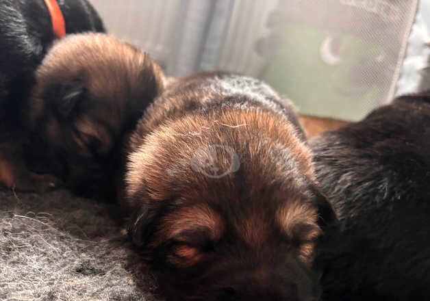 German shepherd puppies for sale in Anstruther Easter, Fife - Image 5