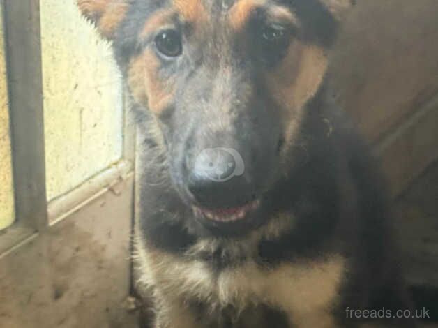 German Shepherd Puppies for Sale in Hounslow, Hounslow, Greater London - Image 5