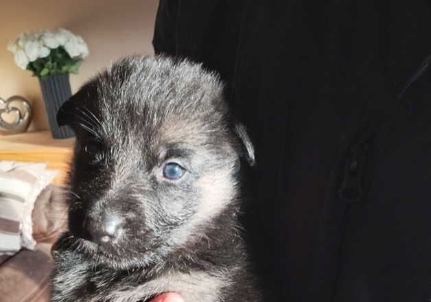 German Shepherd Puppies for sale in Omagh, Omagh