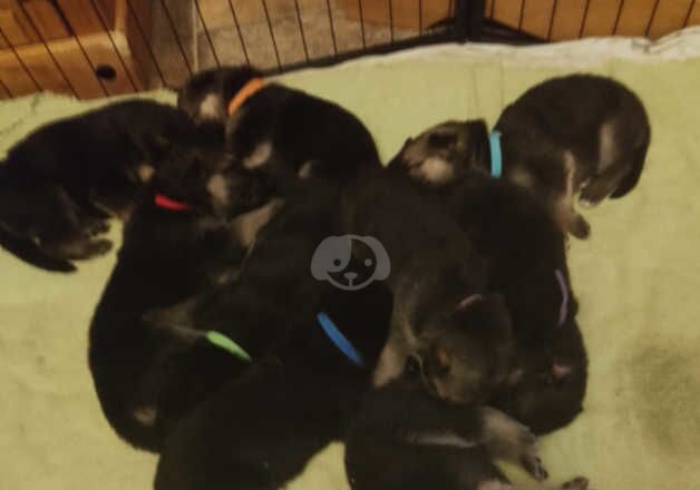 German Shepherd Puppies for sale in Omagh, Omagh - Image 4