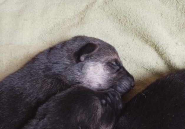 German Shepherd Puppies for sale in Omagh, Omagh - Image 5