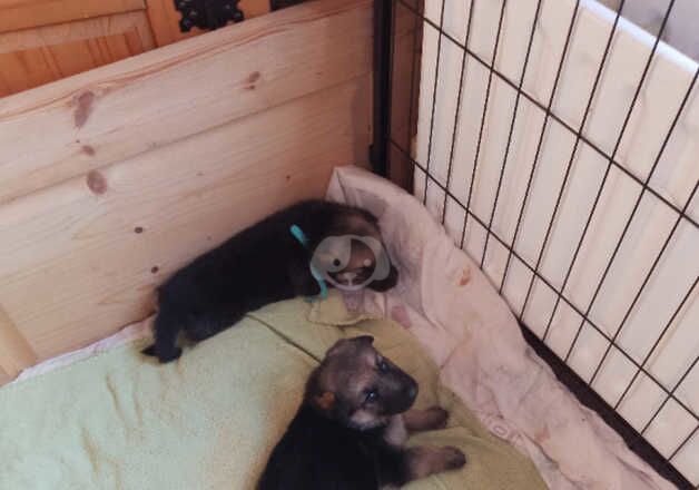 German Shepherd Puppies for sale in Omagh, Omagh - Image 2