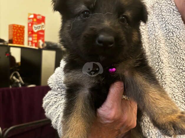 German shepherd puppies for sale in Retford, Nottinghamshire - Image 1