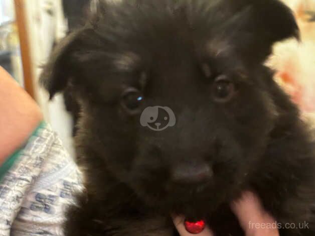 German shepherd puppies for sale in Retford, Nottinghamshire - Image 2