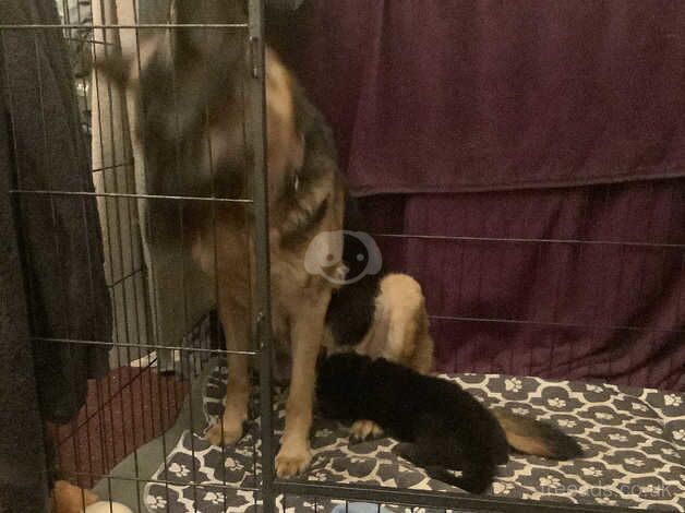 German shepherd puppies for sale in Retford, Nottinghamshire - Image 3