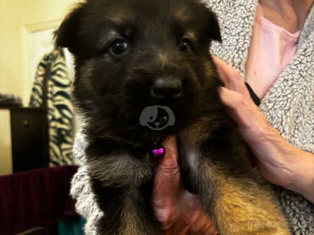 German shepherd puppies for sale in Retford, Nottinghamshire - Image 4