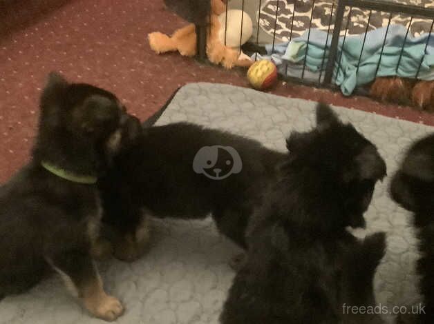 German shepherd puppies for sale in Retford, Nottinghamshire - Image 5