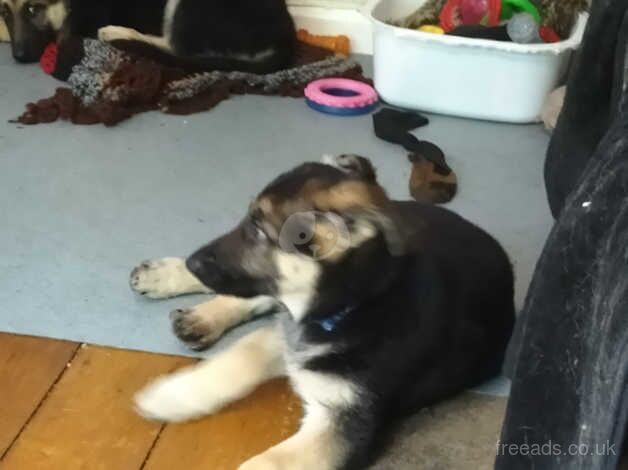 German shepherd puppies for sale in Stockport, Greater Manchester